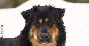 Hand held closeup shot of german shepard mix standing in the rain tilting its head from side to side. Out of focus in the background a snowbank in the forest