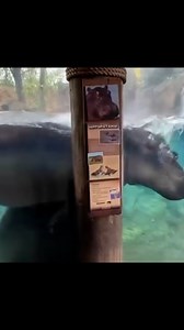Where's the lifeguard? Fiona the hippo gets smooshed on top of mate Tucker at the Cincinnati Zoo. | Detroit Free Press