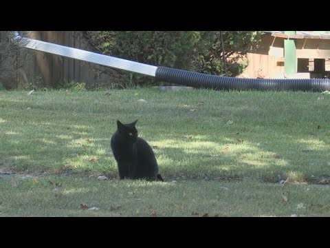 Decatur neighbors concerned of cats being shot