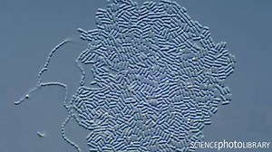 Differential interference contrast ( DIC) light microscopy of Lactococcus sp. (Round left) &. Lactobacillus sp. ( Rod shaped, right) bacteria. 🦠🧫🔬 Both of genera used in this clip are used in production of yogurt and other fermented products. Source: https://instagram.com/sciencephotolibrary?igshid=oof3u9wrditm | Bio-LOGICS