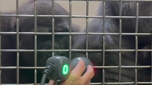 Riverbanks recently purchased a medical-grade therapeutic laser to improve the quality of life for aging animals. The laser uses infrared light to alter cellular chemistry, which decreases inflammation and pain while promoting healing. Director of Animal Health, Dr Martha Weber explains, “There are many medical and surgical applications, but my main hope is to use the laser as an adjunct to medicines for arthritis management in our elderly animals.” From goats to gorillas, Riverbanks continues t