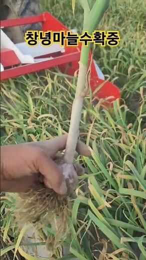Changnyeong Garlic Harvest with Samjin Machine