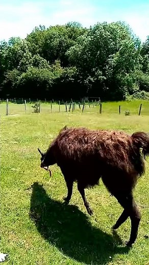 Babette la lama qui crache