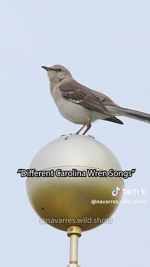 Discover Mockingbird Sounds and Their Translations