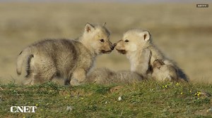 It's Bigger Than "Dire Wolves" and "De-Extinction" Part 17 | CNET