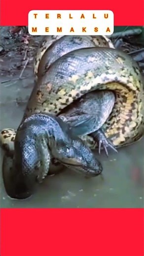 MIGHTY 🔴 Python tightly coils around its prey's body