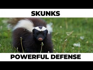 You Won’t Believe: These Skunk Facts!