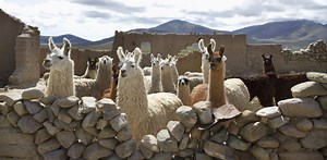 ¿Por qué son tan populares las llamas y cuál es la razón por la que nos gustan mucho?