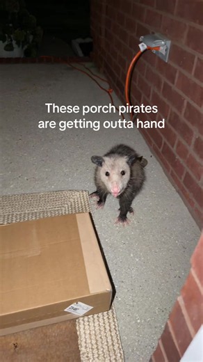 Porch Pirates Are Getting Outta Hand: How to Stop Package Theft