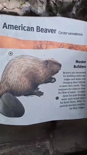 The American Beaver: Ecosystem Engineer & Nature's Master Builders! 🦫🏗️#shorts #beaver #animals
