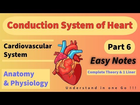 Conduction System of the Heart | Cardiovascular System | Norcet | KGMU | SGPGI | DSSB |
