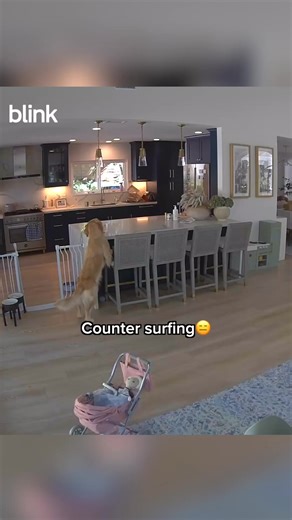 Never wonder what your dogs are up to when you are away 🐶! | dogs funny video