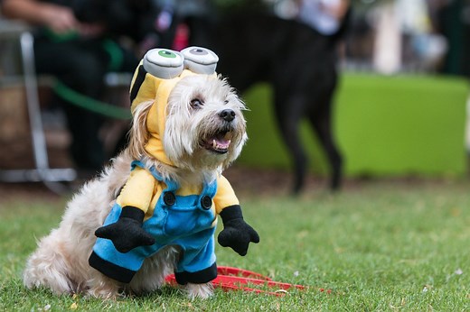 Minion Halloween Costumes the Whole Family (Even Your Dog!) Can Wear