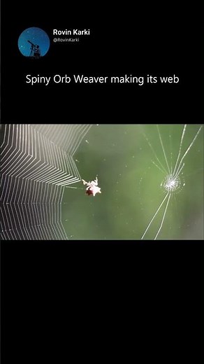 Spiny Orb Weaver making its web