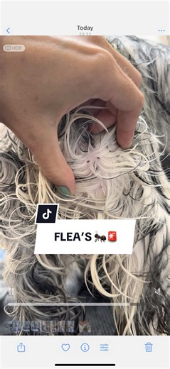 Essential Flea Shampoo for Dog Owners This Summer