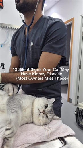 Paw Sisters UAE | Veterinary Clinic on Instagram: "Our cats are masters of disguise. HERE’S WHY ⬇️ In the wild, showing weakness makes you a target. Even though our fur babies live in the comfort of our homes, they’ve kept that instinct to hide pain. This is why Chronic Kidney Disease (CKD) is often called a “silent killer” by the time symptoms are obvious, the kidneys may have already lost 70% of their function. As a dedicated pet parent, knowing what to look for can add years to your cat’s lif