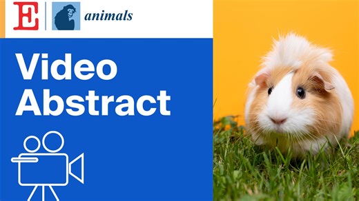 MDPI视频摘要 | Animals：耳温变化揭示豚鼠互动压力