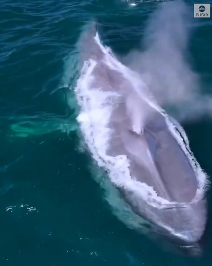 326K views · 2.1K reactions | Spectacular drone footage captures a blue whale breaching the surface of the ocean multiple times off the coast of Southern California. https://abcn.ws/369ux6V | ABC News | Facebook