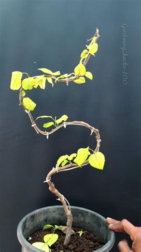 Tips For Bougainvillea Bonsai #shorts #shortsvideo #gardening #garden