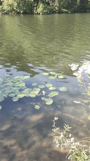 This English River Looks Too Beautiful to Be Real 🌿🇬🇧