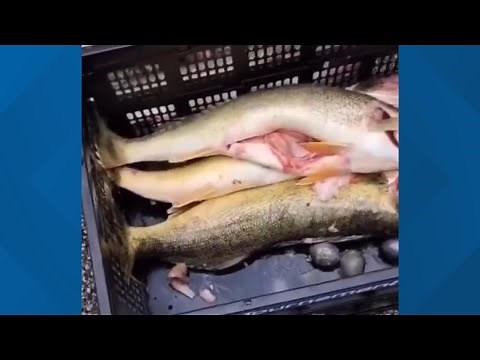 Lake Erie Walleye Trail Tournament cheating scandal: Bond set for 2 fishermen indicted