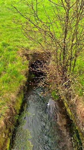 4s Rainy Creek Exit | Swiss Nature 4K