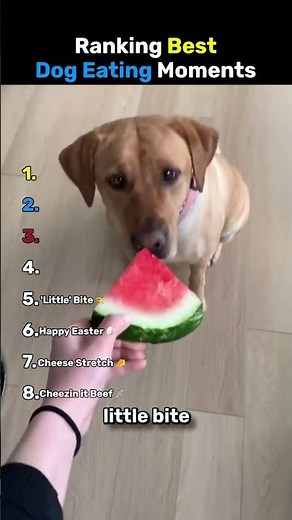 Ranking Best Dogs Eating Moments 😂