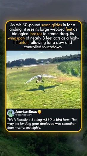 THE PHYSICS OF SWAN AIR BRAKES