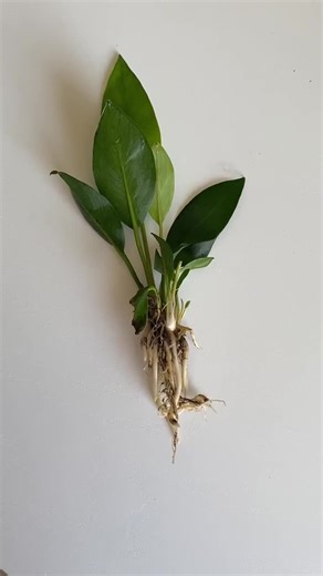 Betta Aquarium Live Plant Bundle- Anubias, Crypt, Val, & Java Fern - Etsy