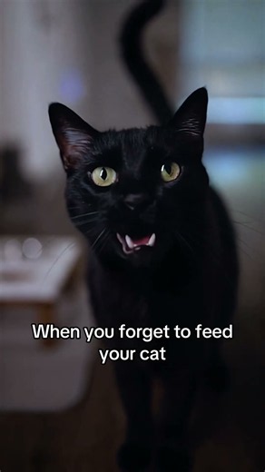 When you forget to feed your cat ‪@OmgItsNikeFinesse‬