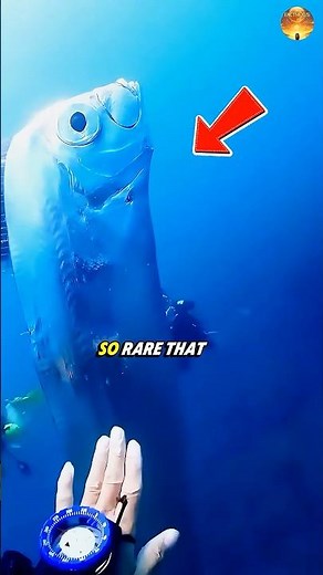 Why This Fish Is Called the Doomsday Fish 😳🐟🌍