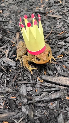 King Toad - Adorable Frog with a Paper Crown