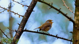 Pourquoi le rouge-gorge est l’un des oiseaux les plus fascinants de nos jardins ? - RTBF Actus