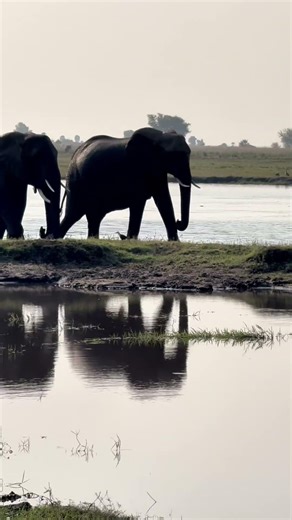 These Elephants Turn BLACK When They Leave the Water 😳🐘