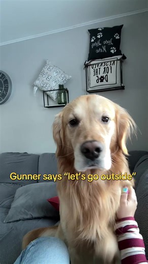 Can anyone else’s dog spell? I can’t even spell the word outside nowadays #dogsoftiktok #goldenretriever #goldenretrieverlife