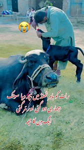 1.3M views · 15K reactions | Milk fever treatment #reelsvideoシ #viralpost2025シ #fypシviralシ2024 #videoviralシ #foryoupageviralシ゚ #viralreelsfb #viralreelsfacebook #fypシ゚ #foryoupageシ #cowfarminginindia #dairy #dairyfarmer #training #thankyouforyoursupport #foryoupagereels #viralreelschallenge | Vet Doctor Naveed | Facebook