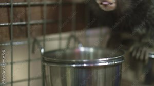 Common marmoset Callithrix jacchus is New World monkey. It originally lived on northeastern coast of Brazil, in states of Piaui, Paraiba, Ceara, Rio Grande do Norte, Pernambuco, Alagoas and Bahia.