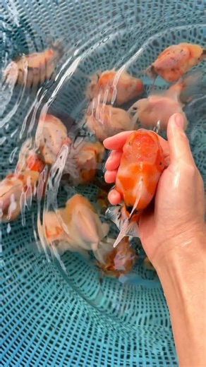 Change the water and admire them.😍 #luminousgoldfish#ranchu#oranda#fancygoldfish#goldfish#goldfishkeepers#ranchugoldfish#goldfishlover#yuanbao#aquarium#goldfishfarm#goldfishtank#Ryukin | Luminous Goldfish