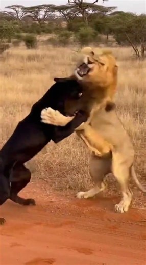 Black Panther vs Lion: Epic Fight Caught on Camera! 😱