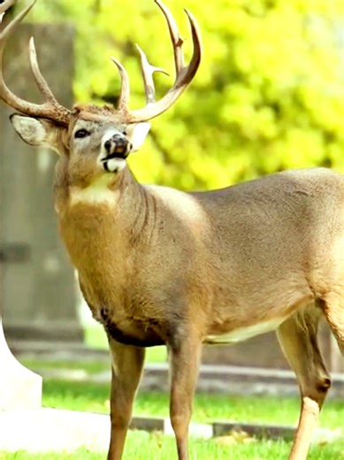 deer#fouyou #viralvideo #tiktok | deer
