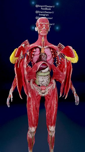 Inside Her Body | The Female Anatomy in 3D ♀️ . . You’re looking at the most advanced machine ever created — the human body. Every heartbeat, every breath, every blink is a masterpiece of biological engineering. In this 3D exploration of the female anatomy, we uncover fascinating facts that most people never hear about: The uterus can grow more than 500 times its normal size during pregnancy — and still return to its original form. The female brain has a higher capacity for emotional intelligenc