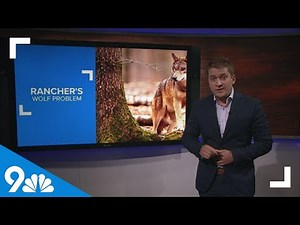 Wolves continue to kill cattle despite rancher's efforts to scare them off