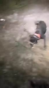 Mapache vs Patterdale Terrier | Arturo Trejo