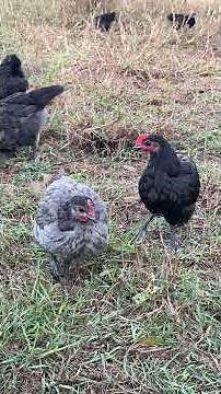 Happy Hens in Harmony: The Magic of Free-Range Foraging! 🐔🌿