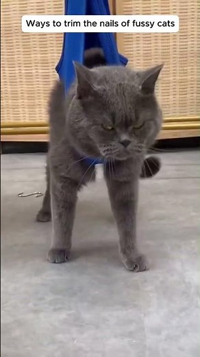 How to trim the nails of aggressive cats !