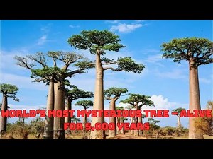 Baobab: The Upside-Down Tree of Life | Secrets of the Oldest and Most Magical Tree on Earth