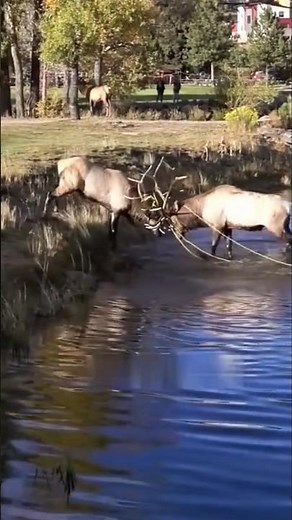 Bull Elk Fighting | Intense Wildlife Battle #NatureShorts #AnimalShorts #Shorts #Viral