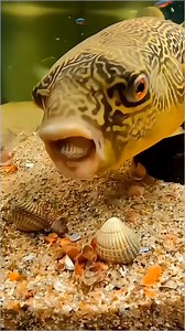 34K views · 111 reactions | Pufferfish have powerful, beak-like teeth that are actually fused plates of bone. These teeth are designed for crushing and grinding, allowing them to consume hard-shelled prey like snails, crabs, and mussels. Their bite force can be quite strong, and they need to eat these types of foods to wear down their constantly growing teeth. #fish #aquariumhobby #reelsfacebook | Hendrix backyard TV | Facebook