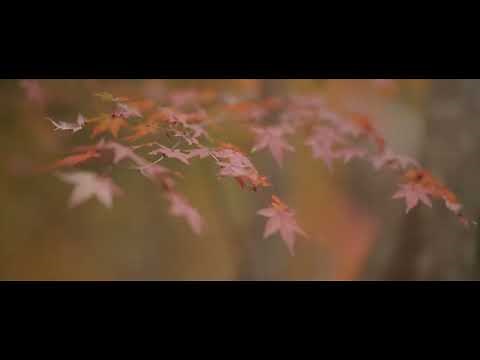 Z Cam E2-F6 | 60fps Prores 422 LT C4K 2.4:1 Ungraded footage | Free Download | Practice Colorgrading