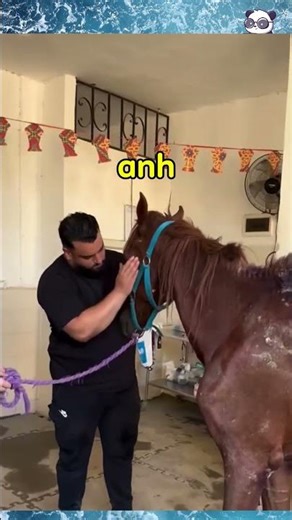 cứu rỗi một chú ngựa